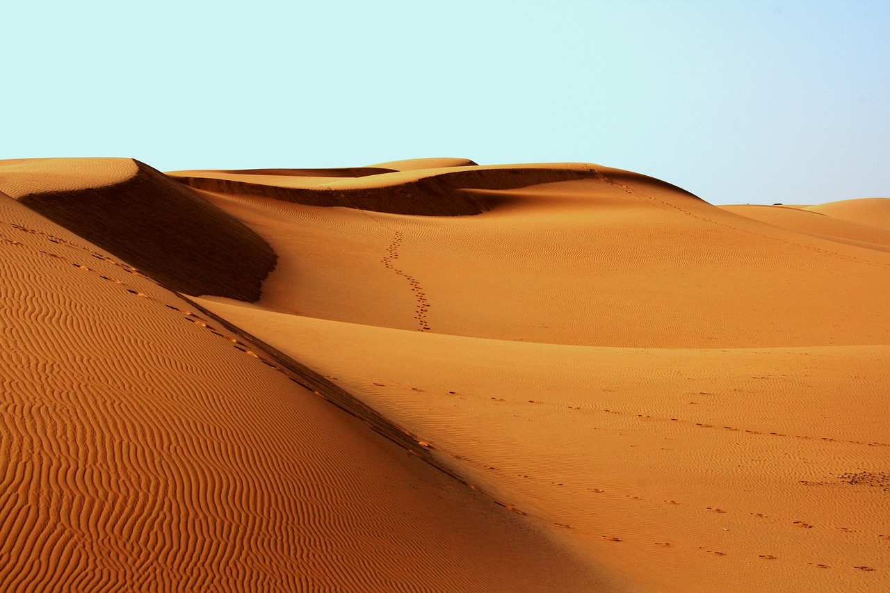 Exploring the Unique Desert Flora of the Southwest